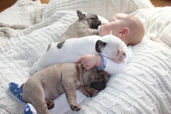 Неодоливо бебенце се гушка со три малечки француски булдози