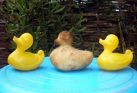 Смешни зеленчуци кои израснале за да бидат патки