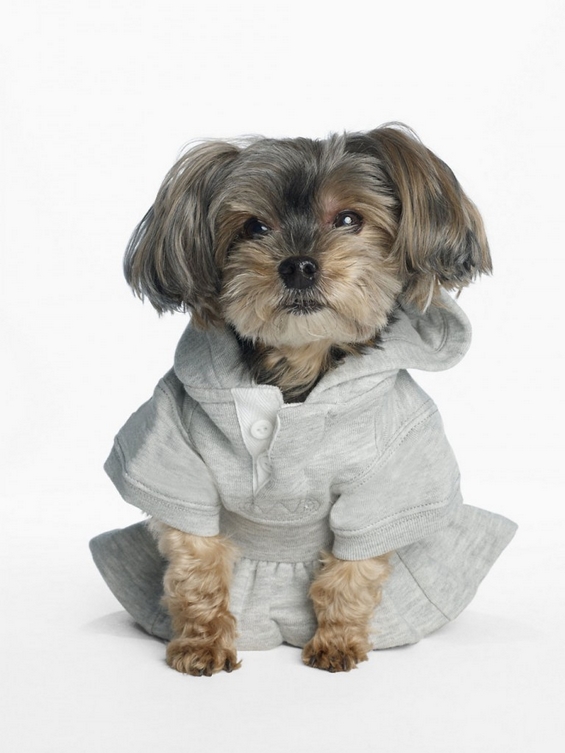 Стиска облека и аксесоари за кучиња од Ралф Лорен
