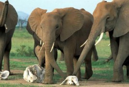 5 начини на кои животните покажуваат човечки емоции