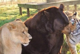 Хармонично пријателство меѓу мечка, лав и тигар