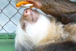 Мрзливец си грицка зеленчуци лежејќи на грб