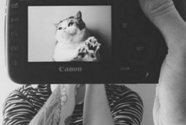 Дали миленичињата навистина наликуваат на своите сопственици?