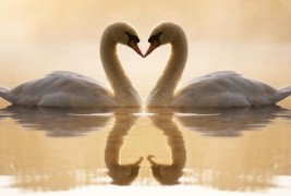 Две половини прават цело