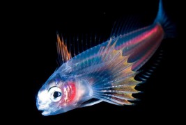 Флуоресцентни морски животни низ фотообјектив