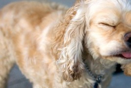 Кога животните киваат...