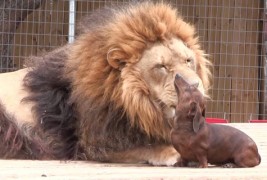 Лав на забен преглед кај едно куче