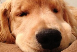 Најслаткиот златен ретривер Реј