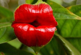 Сензуални црвени усни во цветен облик