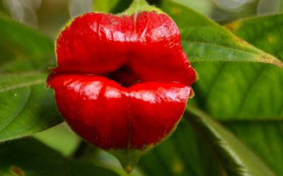 Сензуални црвени усни во цветен облик
