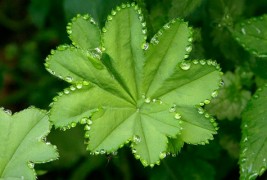 Уметноста на природата во раните утрински часови