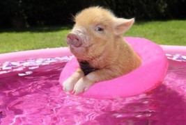 Животни кои се тотално подготвени за доаѓањето на летото