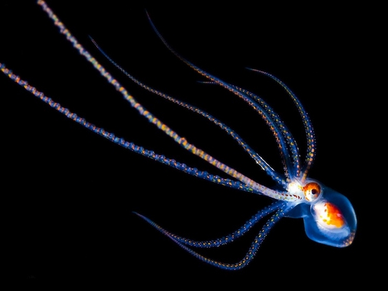 Флуоресцентни морски животни низ фотообјектив