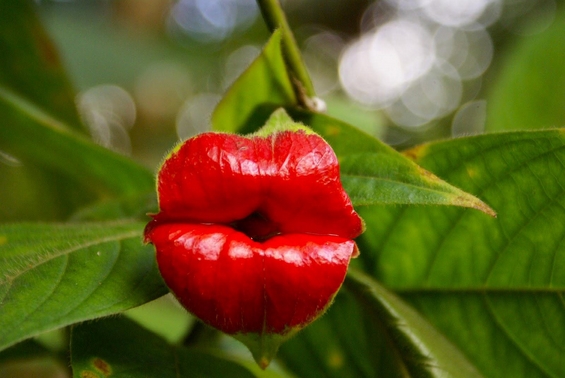 Сензуални црвени усни во цветен облик
