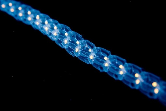 Флуоресцентни морски животни низ фотообјектив