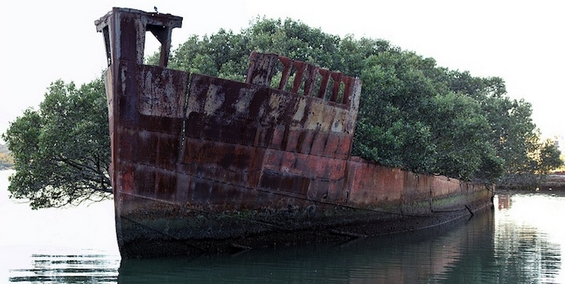 Несекојдневна шума израсната во напуштен брод стар 102 години