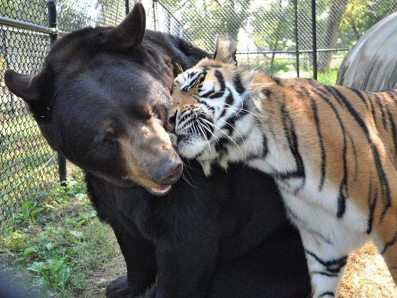 Хармонично пријателство меѓу мечка, лав и тигар