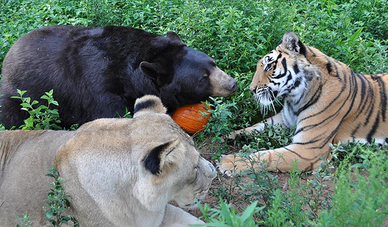 Хармонично пријателство меѓу мечка, лав и тигар