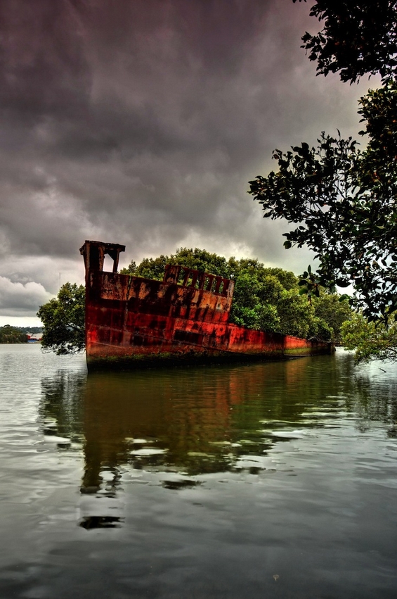 Несекојдневна шума израсната во напуштен брод стар 102 години