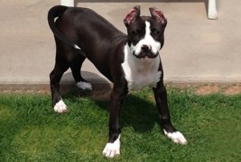 Кучето со мустаќи стана господин