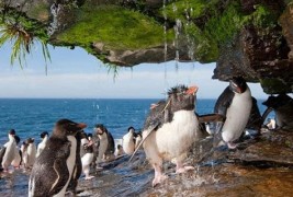 Пингвини на туширање