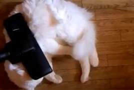 Доказ дека мачките сакаат правосмукалки