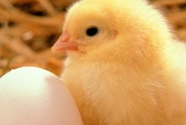 Конечно одговорено! Што било прво, јајцето или кокошката?