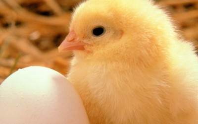 Конечно одговорено! Што било прво, јајцето или кокошката?