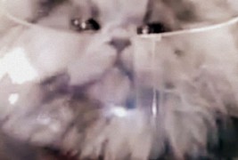 Мачка ужива да спие во кугла за риба