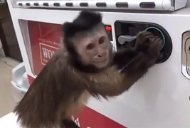 Мајмун зема сок од автомат, но не си го заборава ни кусурот