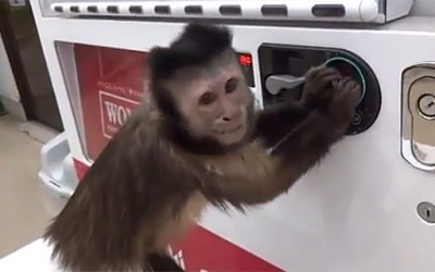 Мајмун зема сок од автомат, но не си го заборава ни кусурот