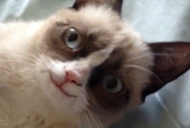 Намуртениот мачор се насмевна