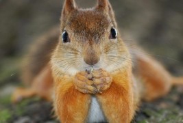 Неодоливи животни кои ќе ви го направат денот подобар