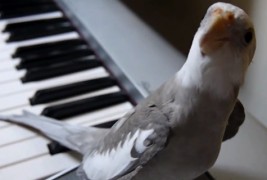 Нимфа пее во придружба на пијано