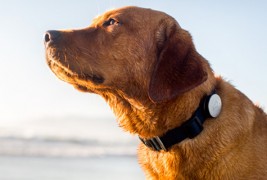 Паметен ремен за вашето куче