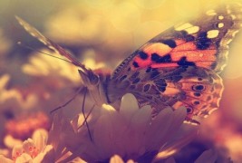 Како беше онаа, пеперутката е среќа, не... среќата е пеперутка, ако трчаш по неа ќе ти бега, ако застанеш мирно, ќе ти застане на рака... да, мислам дека се разбираме, тоа е поентата. Среќа, среќа, среќа, добро луѓе, што всушност значи тоа СРЕЌА? Еве на пример како јас ја разбирам среќата.