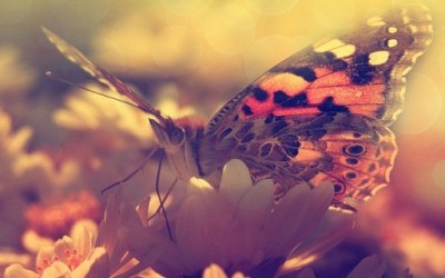 Како беше онаа, пеперутката е среќа, не... среќата е пеперутка, ако трчаш по неа ќе ти бега, ако застанеш мирно, ќе ти застане на рака... да, мислам дека се разбираме, тоа е поентата. Среќа, среќа, среќа, добро луѓе, што всушност значи тоа СРЕЌА? Еве на пример како јас ја разбирам среќата.
