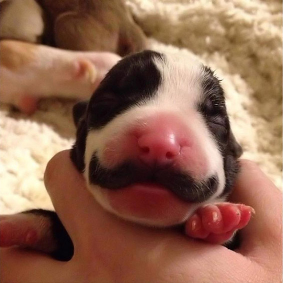 Кучето со мустаќи стана господин