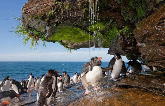 Пингвини на туширање