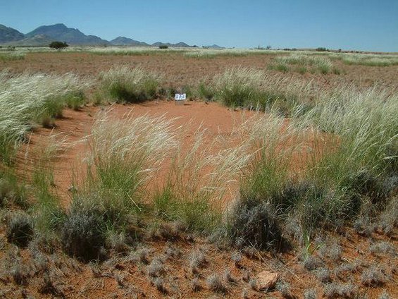 Мистериозни „самовилски кругови“ во пустината Намиб