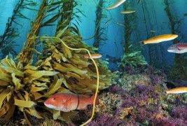 Океански фотографии кои ќе ви го земат здивот, но ќе ви ги наполнат очите