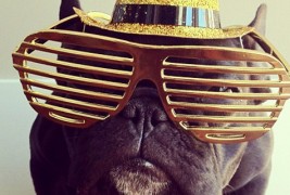 Француски булдог вистински хит на Инстаграм