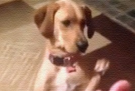 Куче се преправа дека го погодило куршум