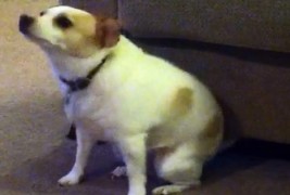 Куче танцува на песна од Еминем