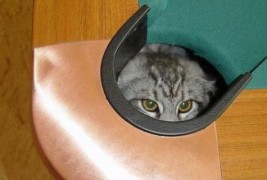 Мачка која одлично игра билјард