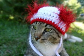 Мачки дотерани со штосни капи