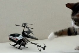 Мачки во борба со хеликоптер