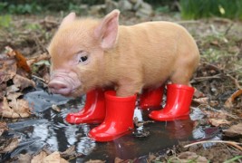 Мали слатки прасенца кои ќе ви го направат денот поубав