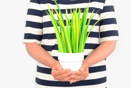 Растение кој секој би го посакал во својата канцеларија