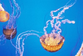 Што да правите кога ќе ве „касне“ медуза?